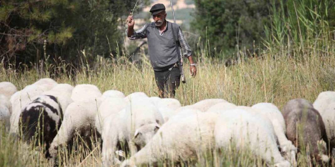 Yarım asırlık meslek aşkı! 50 yıldır dağların efendisi: Azmi hayran bırakıyor! 3